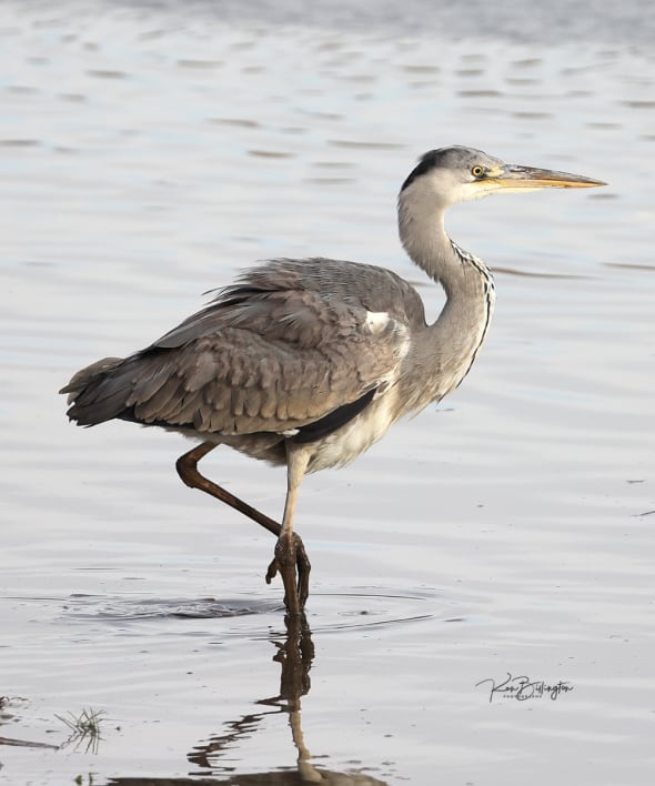 My Feet Are Cold - Grey Heron