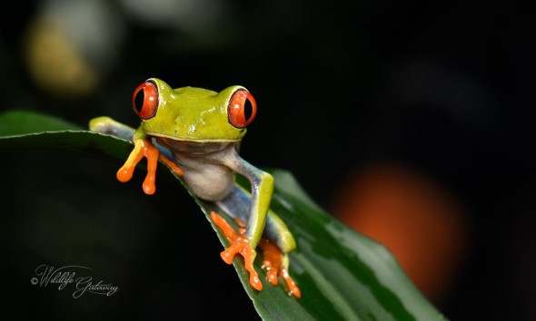 Red-eyed Tree Frog