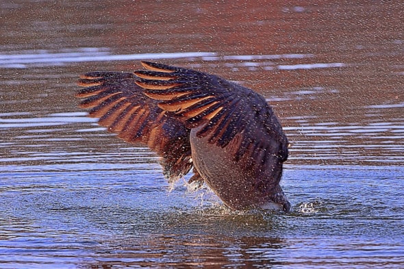 Headless Canada Goose