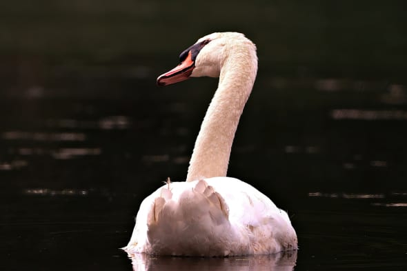 Curious Swan