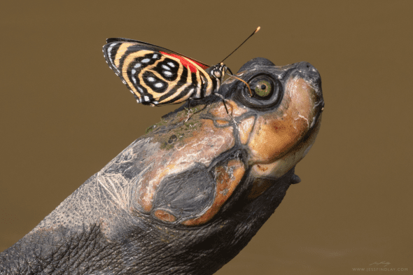 Turtle and Butterfly