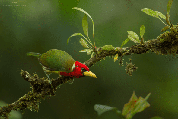 Red-headed Barbet