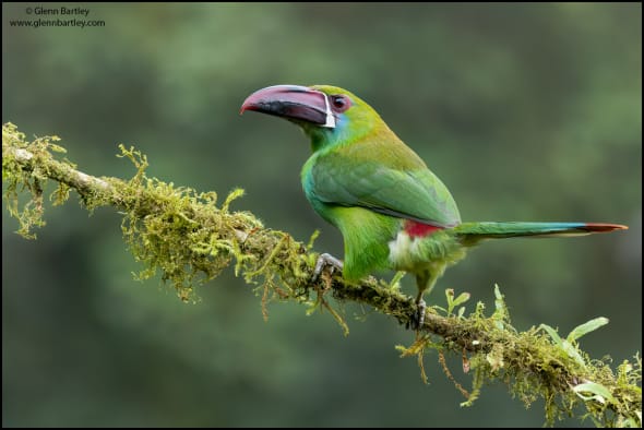 Crimson-rumped Toucanet