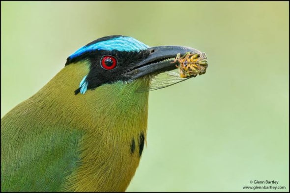 Andean Motmot (Momotus Aequatorialis)