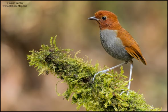 Bicolored Antpitta (Grallaria Rufocinerea)