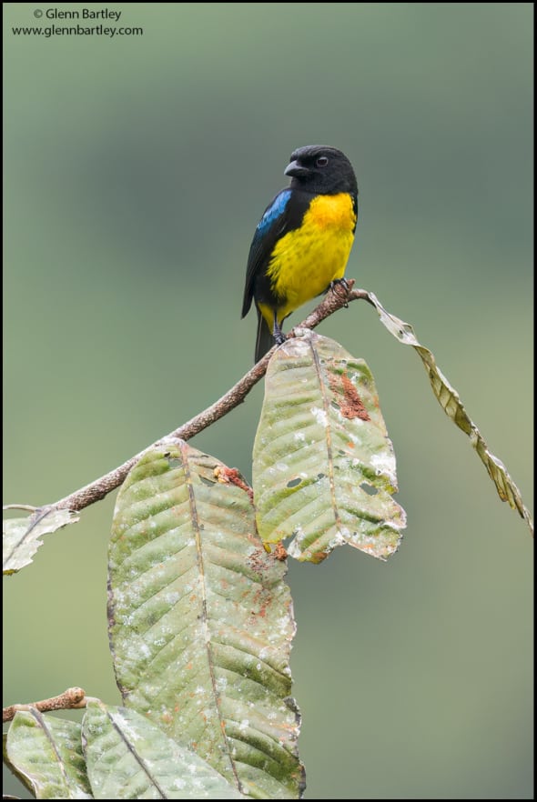 Black and Gold Tanager