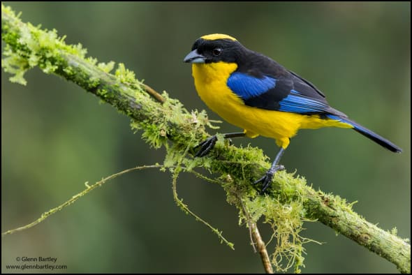 Blue-winged Mountain Tanager