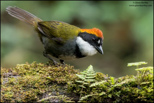 Chestnut-capped Brush-finch