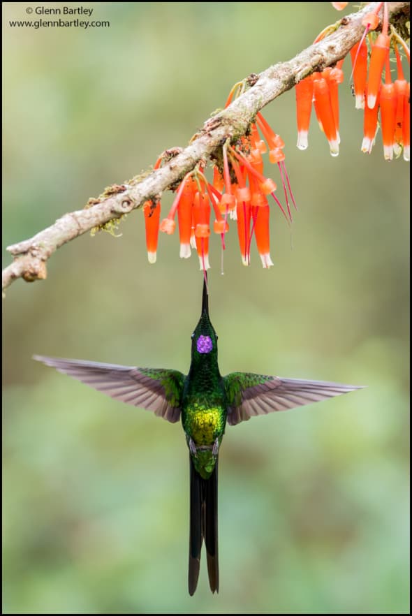 Empress Brilliant (Heliodoxa Imperatrix)