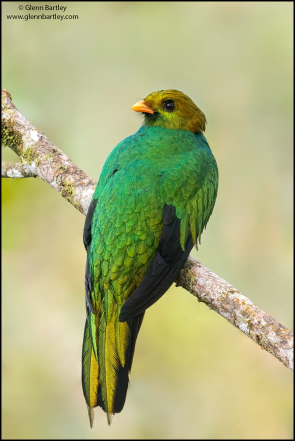 Golden-headed Quetzal 