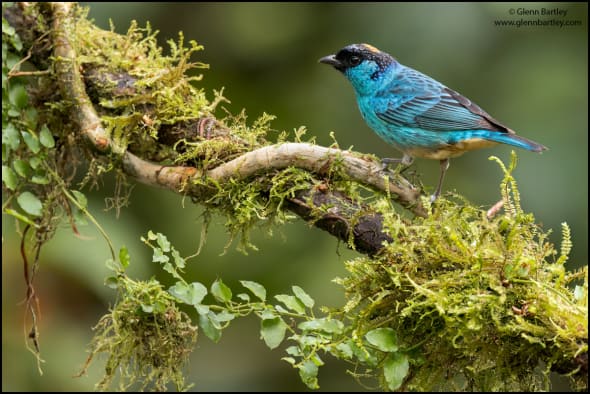 Golden-naped Tanager