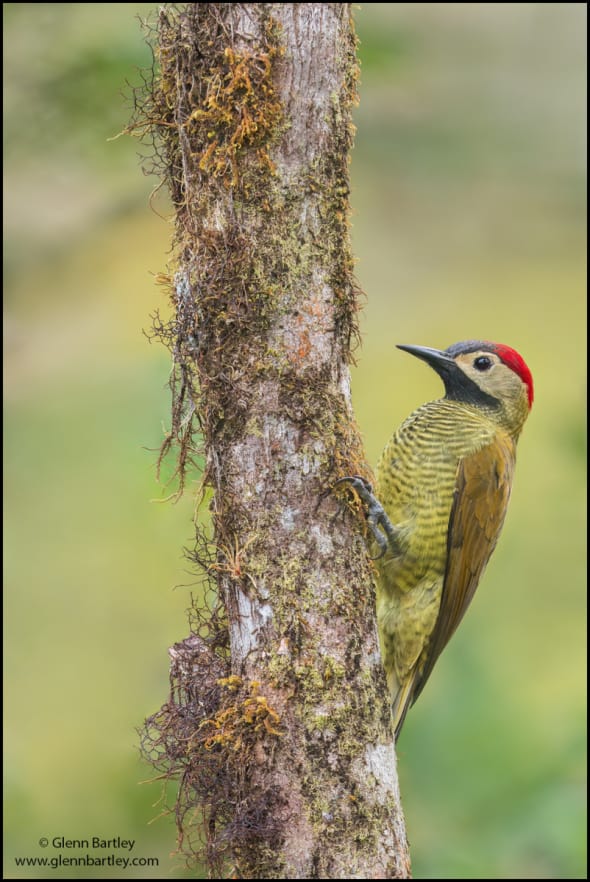 Golden-olive Woodpecker 