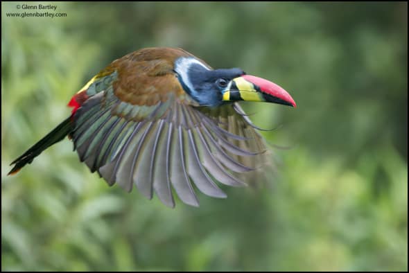 Gray-breasted Mountain-toucan