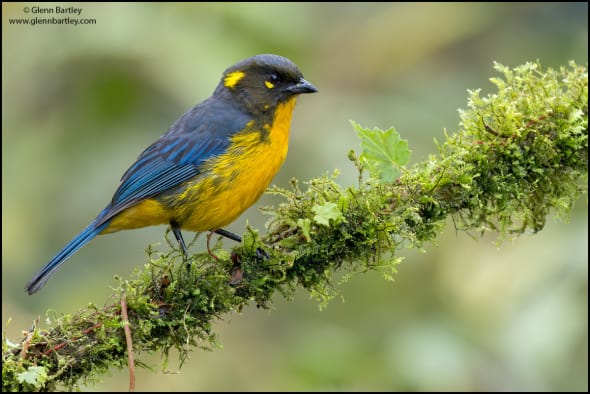 Lacrimose Mountain-tanager 