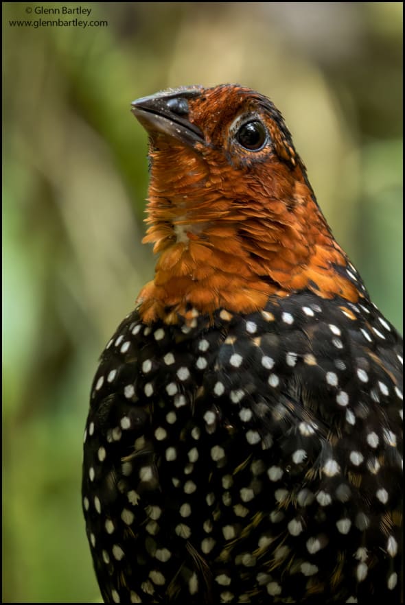 Ocellated Tapaculo (Acropternis Orthonyx)