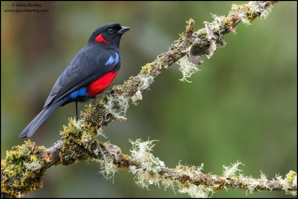 Scarlet-bellied Mountain-tanager