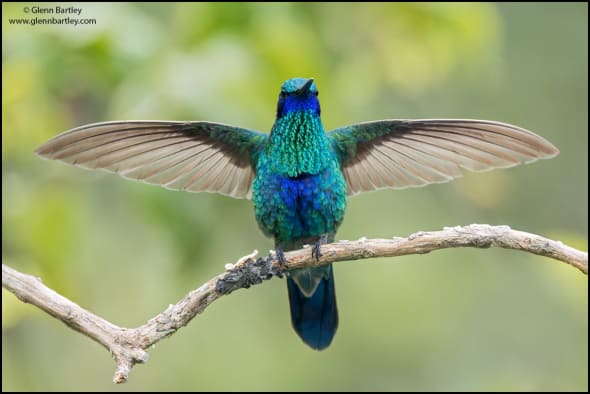 Sparkling Violet-ear (Colibri Coruscans)