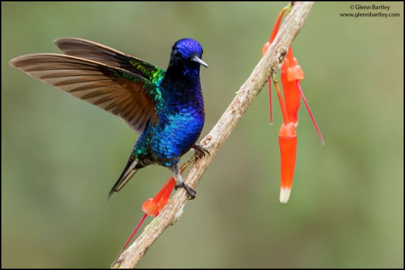 Velvet-purple Coronet (Boissonneaua Jardini)