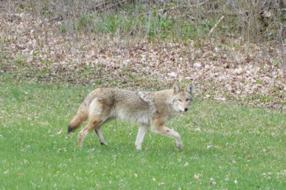 Coyote in the Backyard