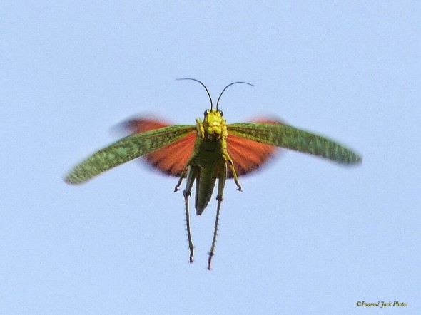 Grasshopper- in Flight