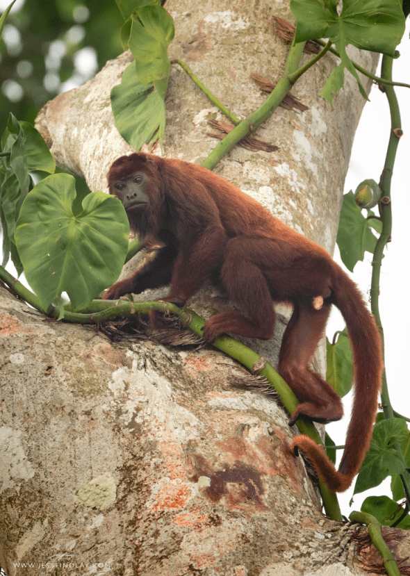 Howler Monkey