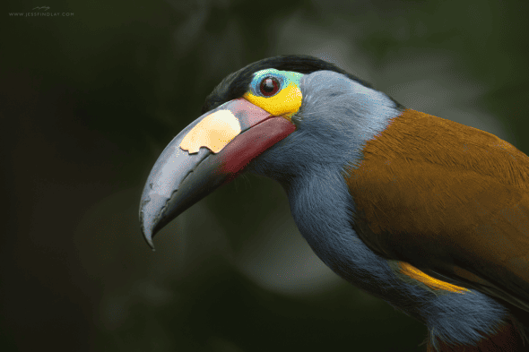 Plate-billed Mountain Toucan