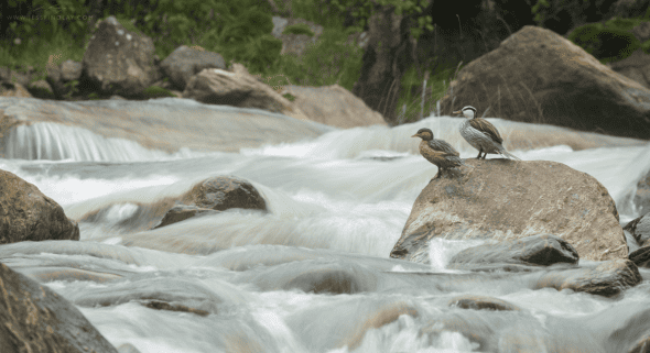 Torrent Duck