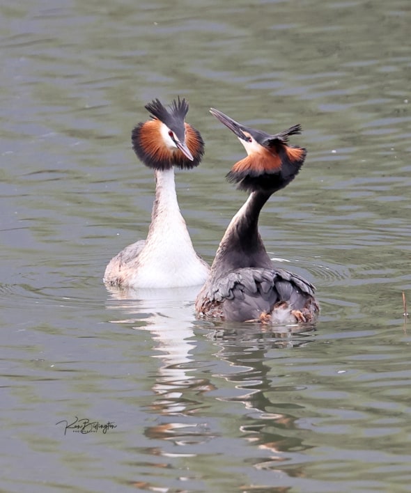 Mating Rituals - Great Crested Grebes