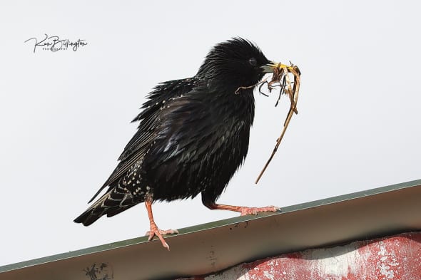 Nest Building - Common Starling