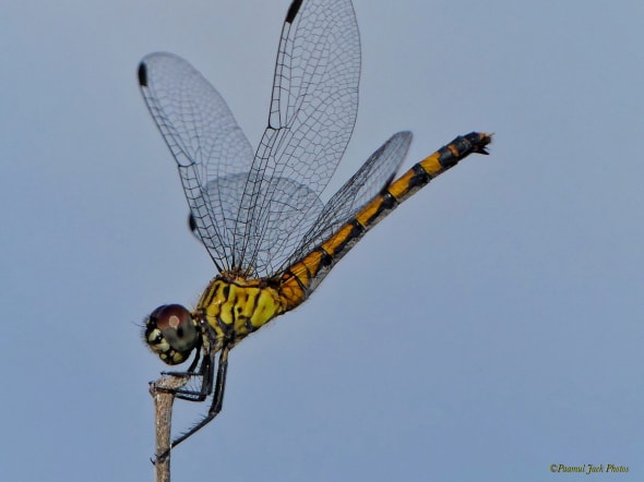 Dragonfly - at Rest