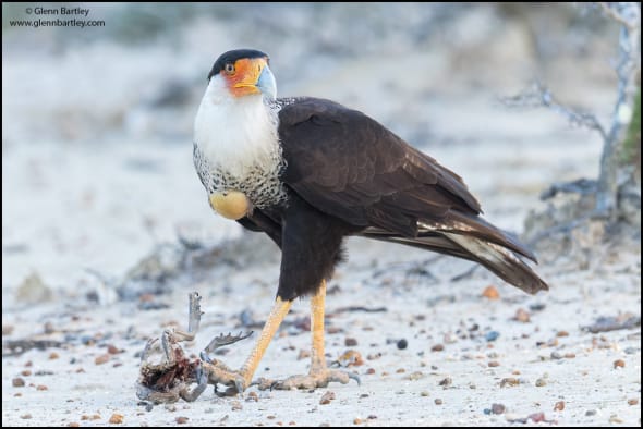 Crested Caracara with Frog