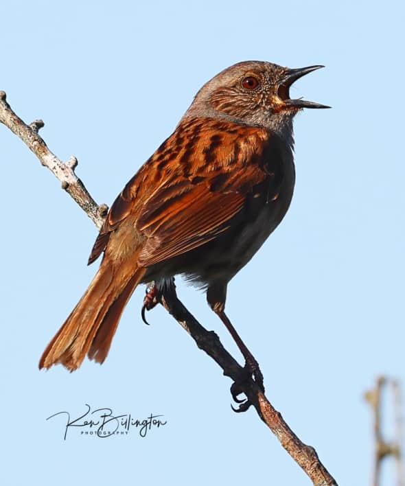 Morning Chorus - Dunnock