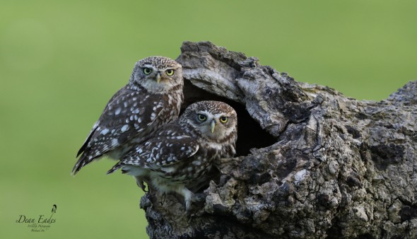 Little Owl