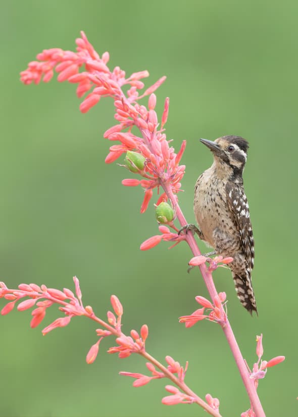 Ladder-backed Woodpecker on Red Yucca