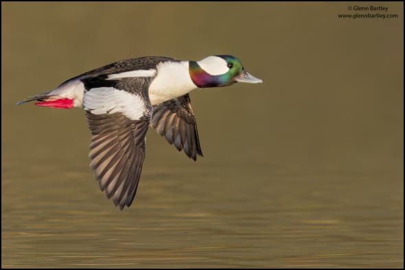 Bufflehead (Bucephala Albeola)