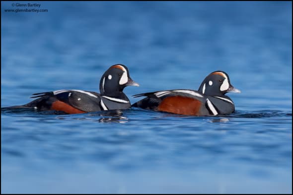 Harlequin Duck (Histrionicus Histrionicus)