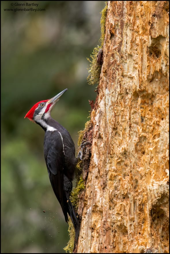 Pileated Woodpecker (Dryocopus Pileatus)