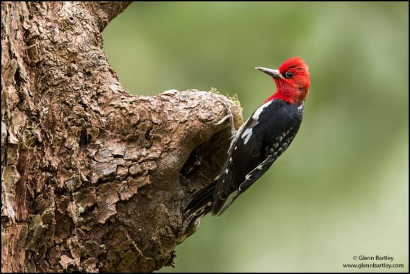 Red-breasted Sapsucker (Sphyrapicus Ruber)