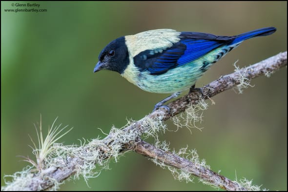 Black-headed Tanager (Tangara Cyanoptera)