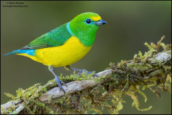 Blue-naped Chlorophonia (Chlorophonia Cyanea)