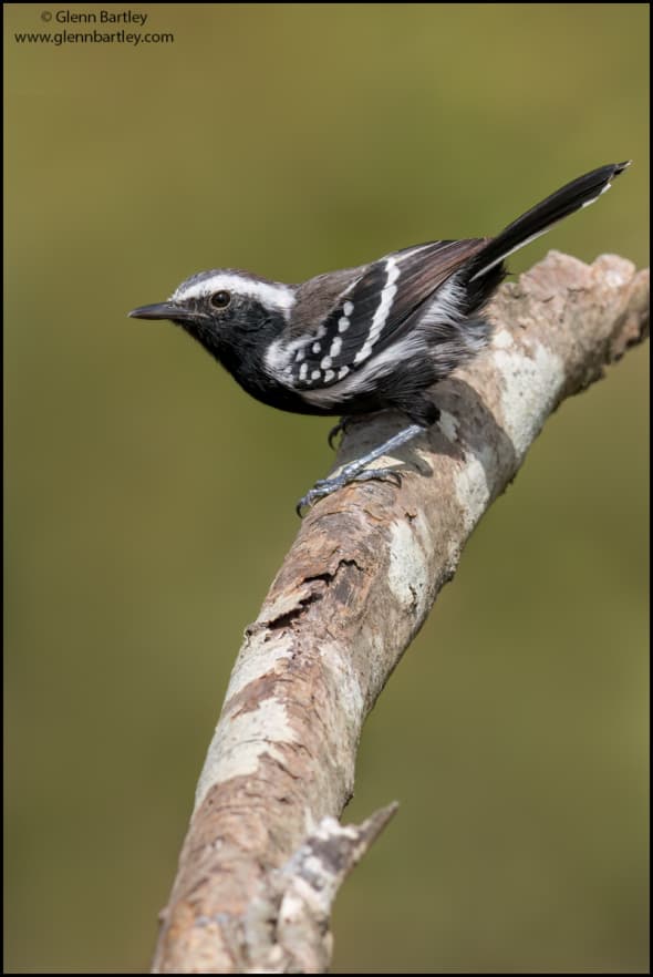 Northern White-fringed Antwren