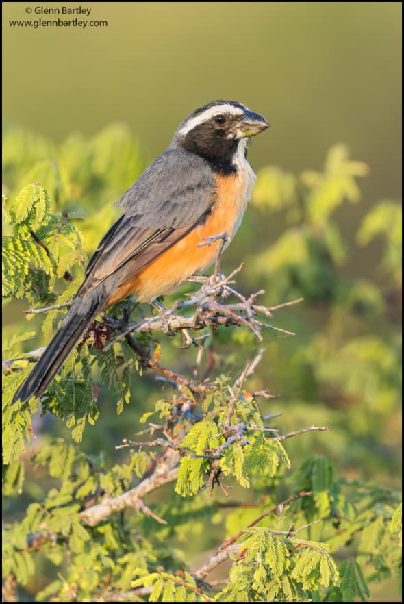 Orinoco Saltator (Saltator Orenocensis)