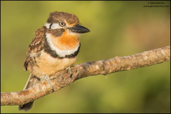 Russet-throated Puffbird