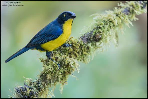 Santa Marta Mountain Tanager 