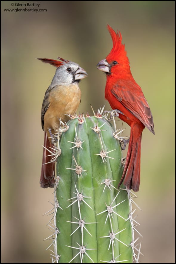 Vermilion Cardinal (Cardinalis Phoeniceus)