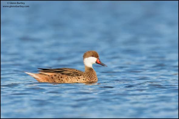 White-cheeked Pintail (Anas Bahamensis)