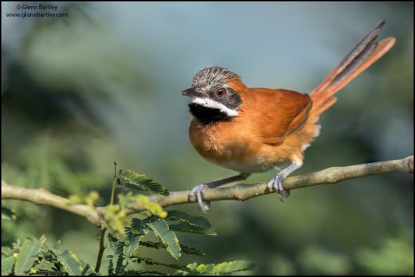 White-whiskered Spinetail 