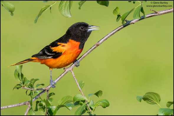 Baltimore Oriole (Icterus Galbula