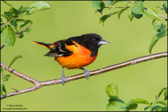 Baltimore Oriole (Icterus Galbula