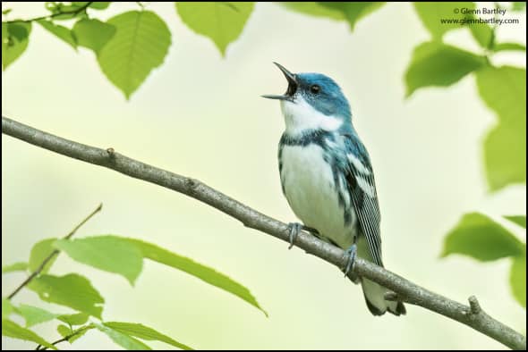 Cerulean Warbler (Dendroica Cerulea)